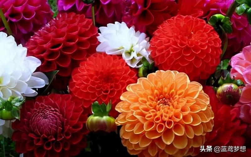 门口正对着花好不好缩略图