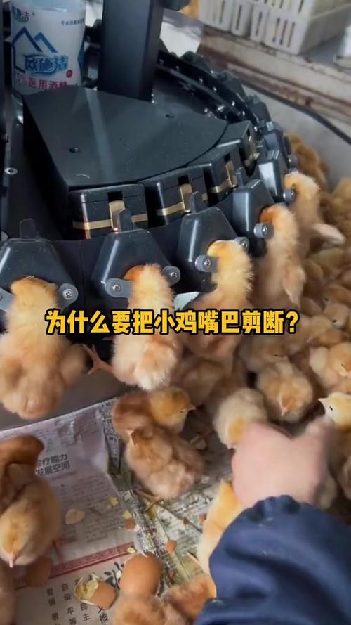 鸡为什么要剪掉嘴巴游戏截图