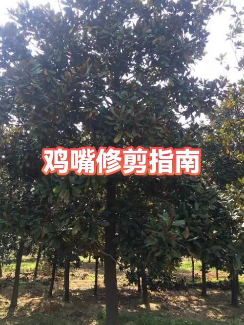 小鸡剪嘴什么时候最合适缩略图