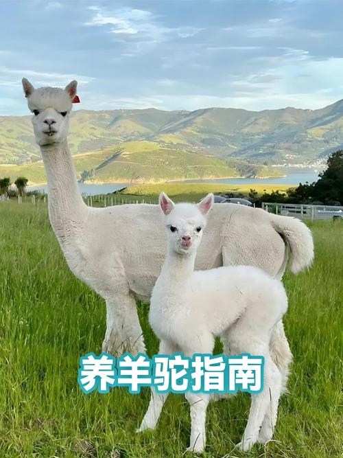 我的世界如何控制羊驼行走游戏截图