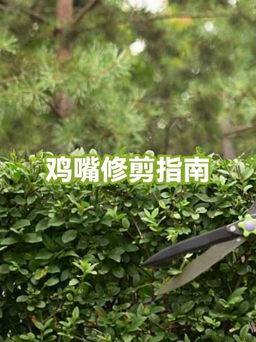 为什么要剪鸡嘴游戏截图