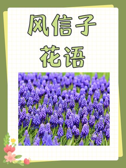 风信子寓意是什么意思缩略图