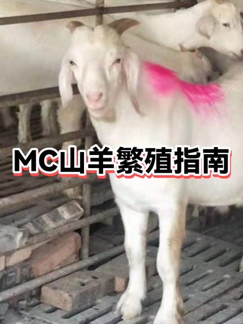 我的世界山羊在哪游戏截图