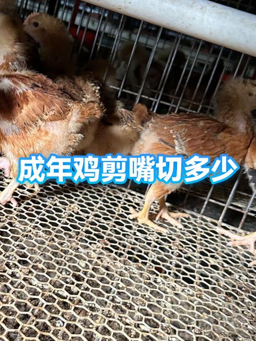鸡嘴剪了鸡为什么死了缩略图