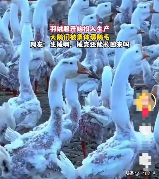 做羽绒服的鸭子是什么鸭缩略图